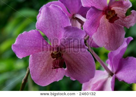 Vanda, orchidej