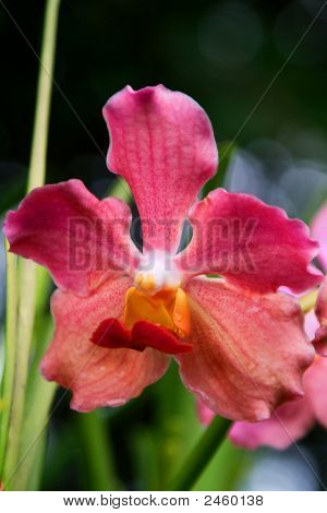 Vanda, orchidej