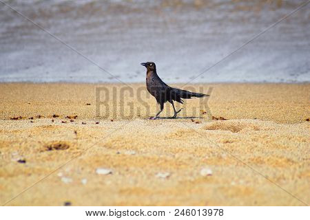Great-tailed Grackle Birds Eating Winged Male Drone Leafcutter Ants, Dying On Beach After Mating Fli