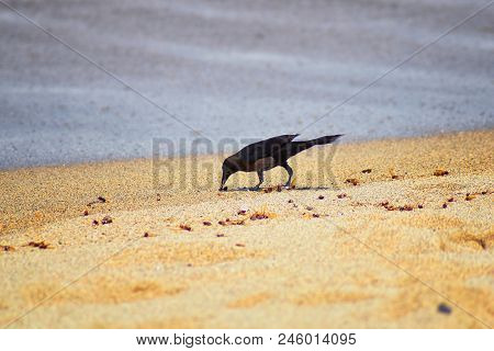 Great-tailed Grackle Birds Eating Winged Male Drone Leafcutter Ants, Dying On Beach After Mating Fli