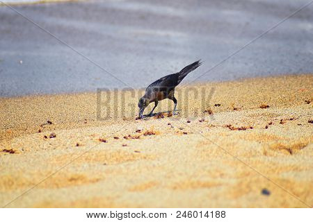 Great-tailed Grackle Birds Eating Winged Male Drone Leafcutter Ants, Dying On Beach After Mating Fli