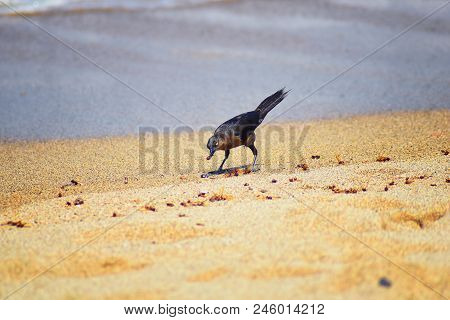 Great-tailed Grackle Birds Eating Winged Male Drone Leafcutter Ants, Dying On Beach After Mating Fli