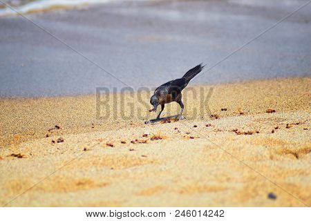 Great-tailed Grackle Birds Eating Winged Male Drone Leafcutter Ants, Dying On Beach After Mating Fli