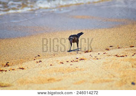 Great-tailed Grackle Birds Eating Winged Male Drone Leafcutter Ants, Dying On Beach After Mating Fli