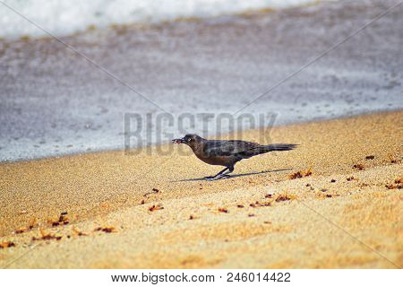 Great-tailed Grackle Birds Eating Winged Male Drone Leafcutter Ants, Dying On Beach After Mating Fli