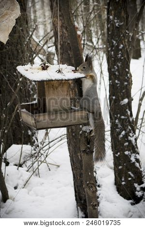 A Beautiful Squirrel Eating Nuts In A Winter Forest