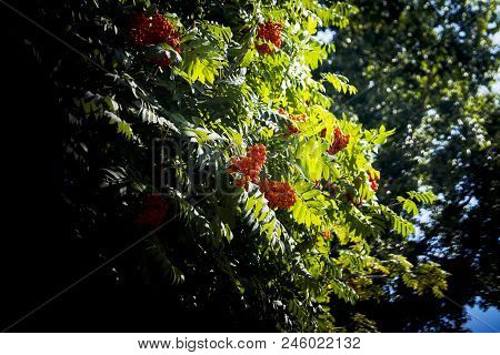 Bright Rowan Berries On A Tree On A Sunny Day.