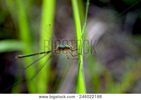 Dragonfly. Bright Green Dragonfly On The Grass.