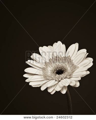 Bílá sedmikráska Gerbera