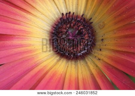 The Flower Yellow-margenta Flower Gerbera  Closeup 1, Background, Texture