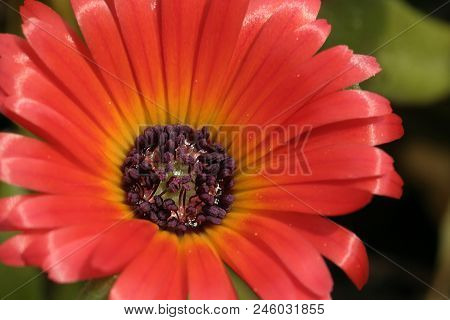 The Flower Yellow-margenta Gerbera  Closeup 2, Decoration, Background