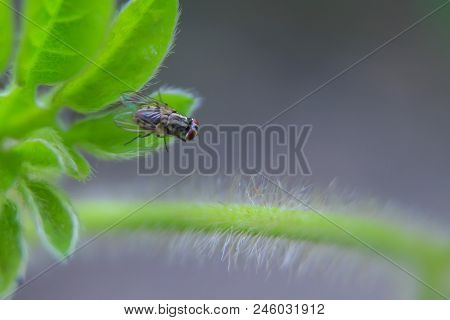 Natural Background Green Background Green Leaf With Hairs And Flies On The Leaves.