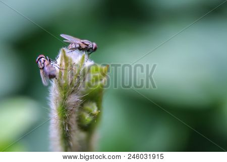 Natural Background Green Background Green Leaf With Hairs And Flies On The Leaves.
