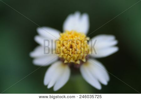 Natural Background Of Green Leaves And Grass Natural Flowers.