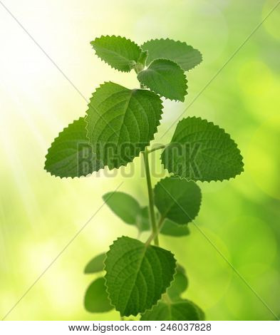 Indian Borage ( Plectranthus Amboinicus ) Aromatic Medicinal Herb On Green Natural Background.