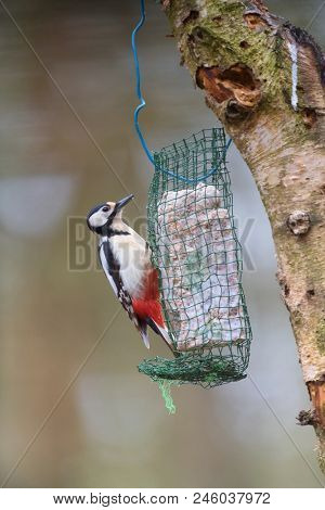great spotted,woodpecker - Dendrocopos major eating fat food in tree trunk 