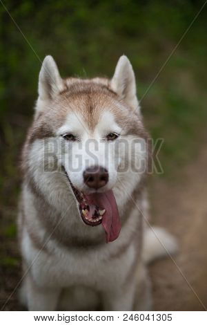 Close-up Portrait Of Cute Beige Dog Breed Siberian Husky With Tonque Hanging Out Sitting On The Path