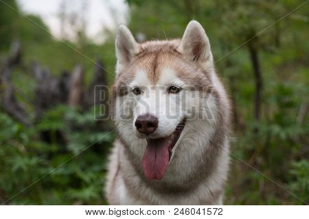 Close-up Portrait Of Cute Dog Breed Siberian Husky With Tonque Hanging Out In The Forest