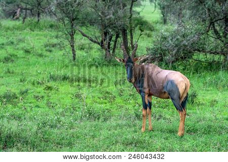 Common Tsessebe Or Amaliscus Lunatus Lunatus On Grass In Savannah