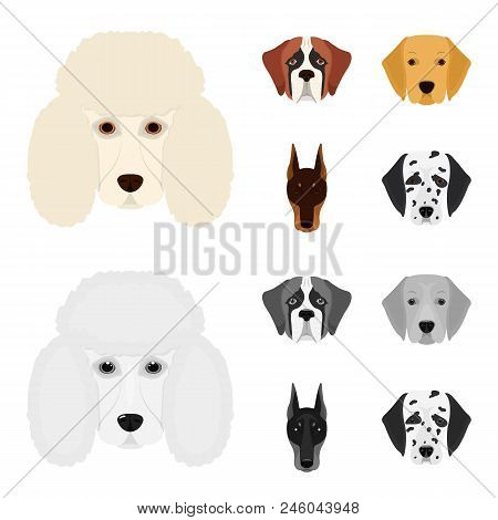 Muzzle Of Different Breeds Of Dogs.dog Of The Breed St. Bernard, Golden Retriever, Doberman, Dalmati