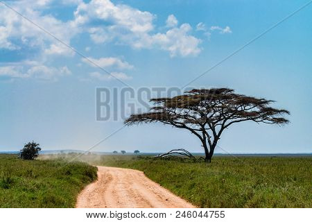 Beautiful Natural Landscape With Road In Savannah