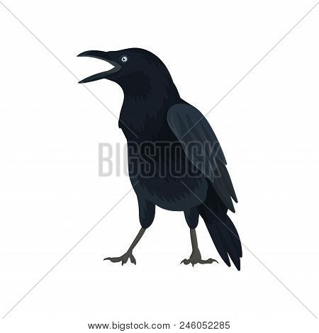 Detailed Illustration Of Raven. Large Bird With Black Feathers And Big Beak. Wild Feathered Animal. 