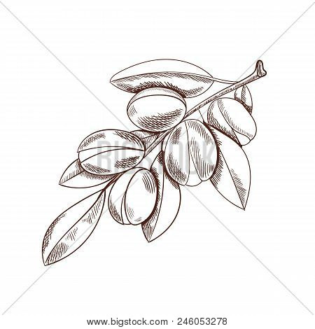 Vector Argan Branch Sketch, Outline Drawing Isolated On White Background, Argania Plant.