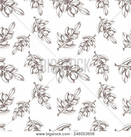 Vector Seamless Pattern: Argan Oil, Sketch Style Background, Outline Plant Drawings. Endless Backgro