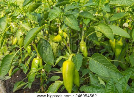 Green Sweet Pepper Grows In The Ground In The Garden, The Concept Of Growing Organic Vegetables.