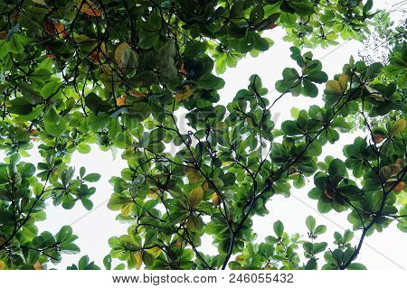 Green Terminalia Catappa Leaf On Sky Background