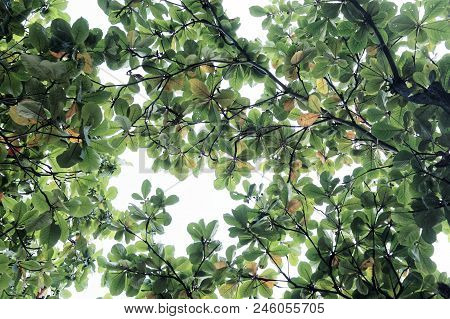 Green Terminalia Catappa Leaf On Sky Background