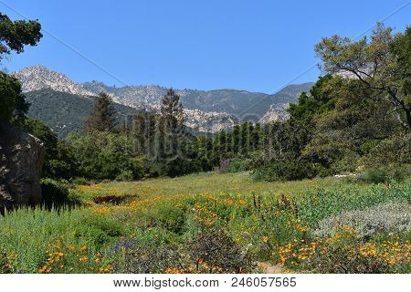 Mountain Foothills And A Beautiful Flowering Meadow In California.