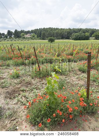 Vineyard In French Provence Area And Red Flowering Poppies Under Bluw Sky