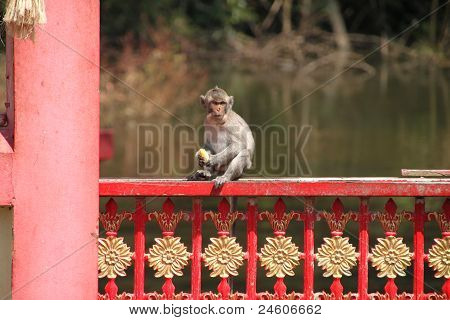 Long-tailed Macaque Monkey