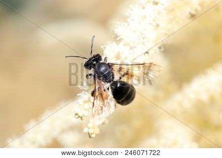 Wild Bees Are All Bee Species Of The Superfamily Apoidea With The Exception Of Honeybees And Not Abo