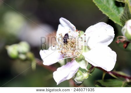 Wild Bees Are All Bee Species Of The Superfamily Apoidea With The Exception Of Honeybees And Not Abo