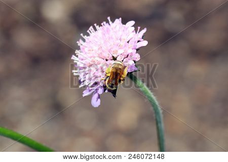 Wild Bees Are All Bee Species Of The Superfamily Apoidea With The Exception Of Honeybees And Not Abo