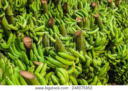 Bananas On Devaraja Market, Mysore, India. Closeup View.