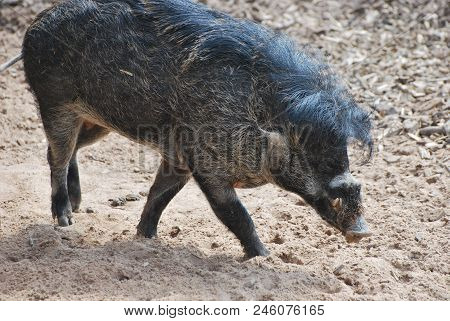 Visayan Warty Pig (sus Cebifrons Negrinus) On A Dull Earth Background.