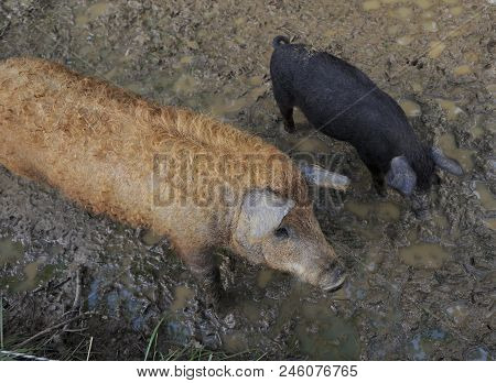 Two Hungarain Mangalica Pigs Walking Around In The Mud
