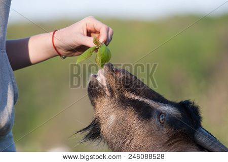 The Goat Eating From The Woman Hand Selective Focus Close Up