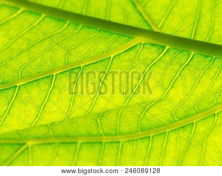 Select Focus Of Green Leaf Texture Macro And Bleary Of Leaves Texture.useful As Background.