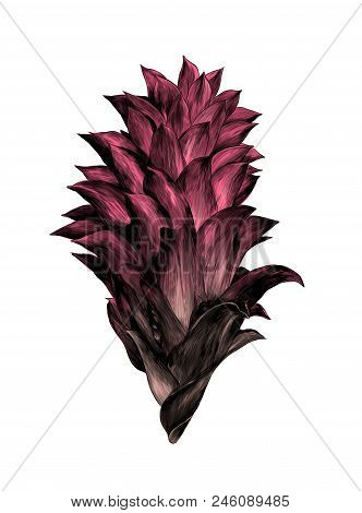 Prickly Flower Bud Aechmea Magdalenae