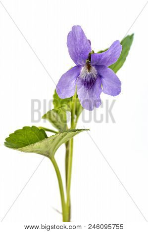 Beautiful Violet Spring Viola Flower, Viola Reichenbachiana, Dog Violet, With Branches And Leaves Is