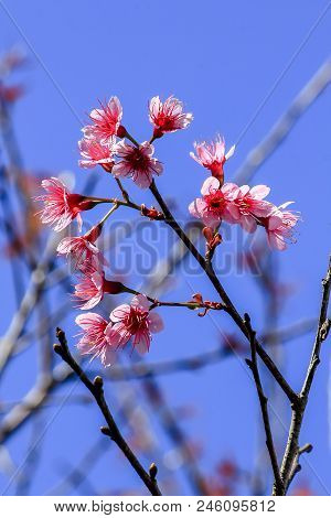 Prunus Cerasoides Are Beautifully Blooming In Nature When In Winter.