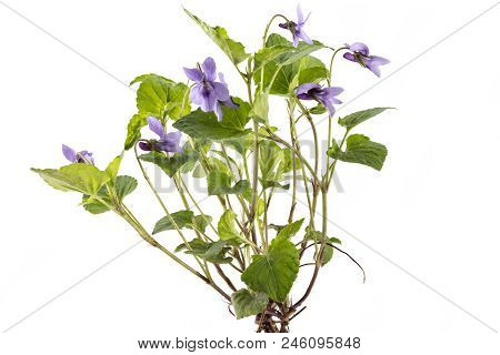 Beautiful Violet Spring Viola Flowers, Viola Reichenbachiana, Dog Violet, With Branches And Leaves I