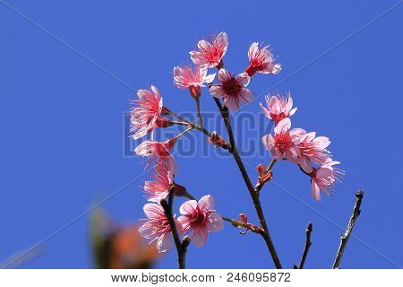 Prunus Cerasoides Are Beautifully Blooming In Nature When In Winter.