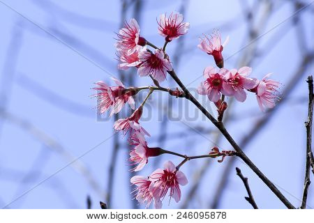 Prunus Cerasoides Are Beautifully Blooming In Nature When In Winter.