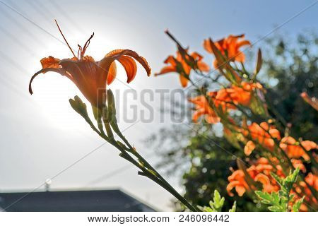 Lily Flowers In The Garden Under The Evening Sunlight