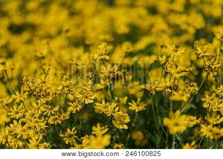 Woolly Sunflowers In The Field